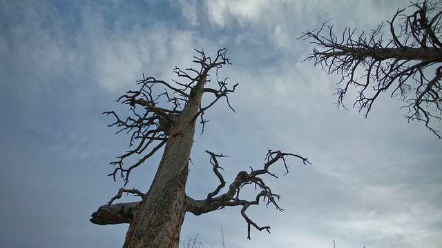 美国科罗拉多州，科罗拉多高原，从白天到夜晚，星空下的枯树视频下载