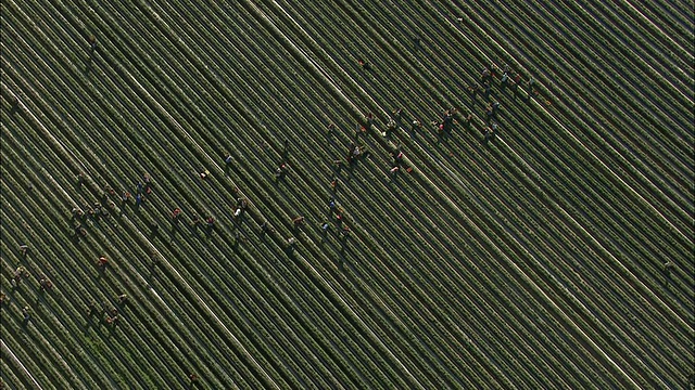 AERIAL ZO Berry农场工人采摘和照料草莓，Stellenbosch，西开普省，南非视频下载