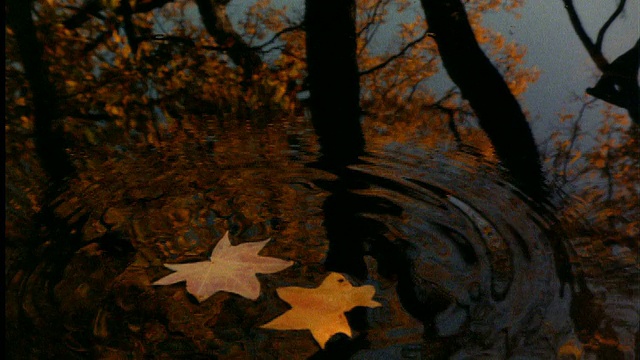 落叶落在水面与秋树倒影视频素材