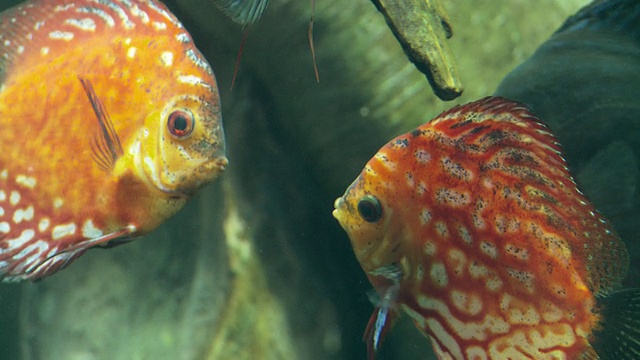 两种铁饼鱼(Symphysodon aequifasciatus)在水下面对面游泳，乔治亚水族馆/亚特兰大，乔治亚，美国视频购买