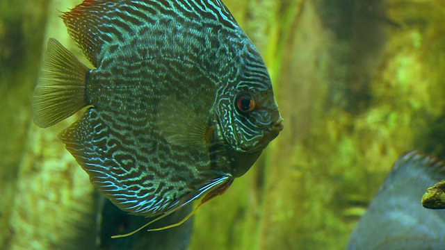 美国乔治亚州亚特兰大市乔治亚水族馆水下游动的铁饼鱼(Symphysodon aequifasciatus视频素材