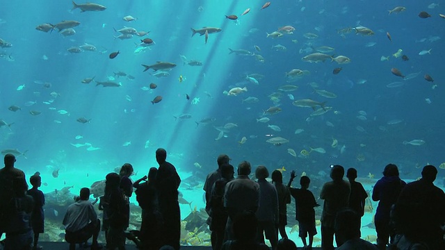 美国乔治亚州亚特兰大市，人们在看在乔治亚水族馆游泳的鱼视频素材