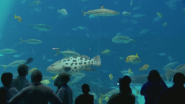 美国乔治亚州亚特兰大市，人们看着在乔治亚水族馆游泳的鱼视频素材