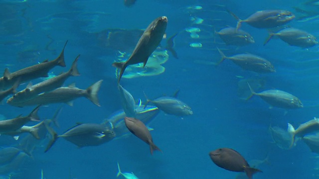 美国乔治亚州亚特兰大市乔治亚水族馆水下游泳的MS鱼群视频素材
