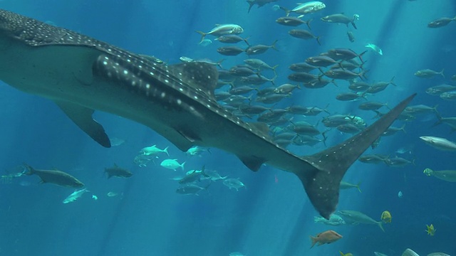 鲸鲨(斑疹犀牛)和鱼群游泳在乔治亚水族馆/亚特兰大，乔治亚，美国视频素材