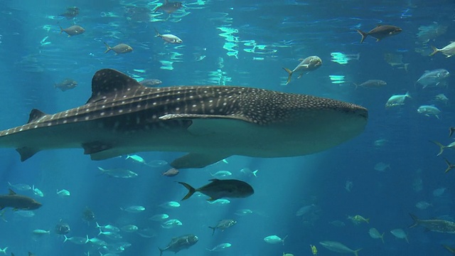 MS鲸鲨(斑疹犀牛)和一组鱼游泳在乔治亚水族馆/亚特兰大，乔治亚，美国视频素材