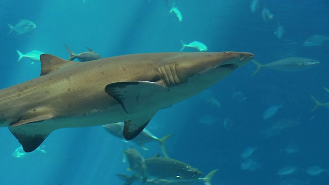 美国乔治亚州亚特兰大市乔治亚水族馆，黑鳍礁鲨和一群鱼在游泳视频素材