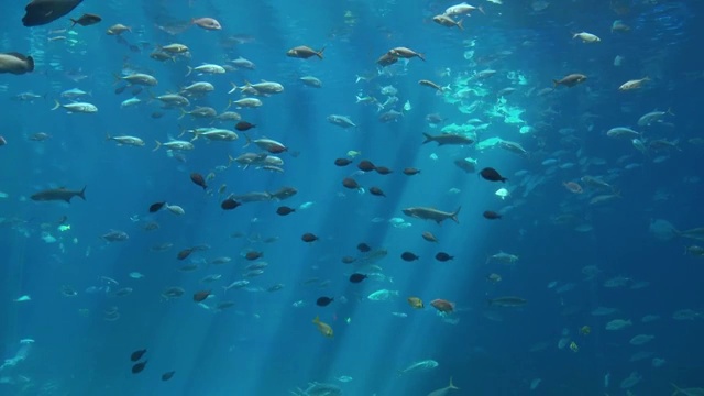 在美国乔治亚州亚特兰大乔治亚水族馆游泳的不同鱼类的WS组视频素材