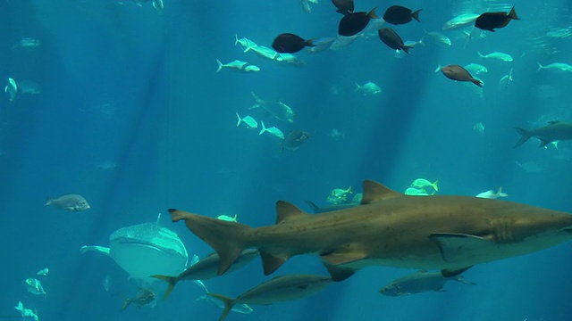 MS鲸鲨(斑疹犀牛)和一组鱼游泳在乔治亚水族馆/亚特兰大，乔治亚，美国视频下载