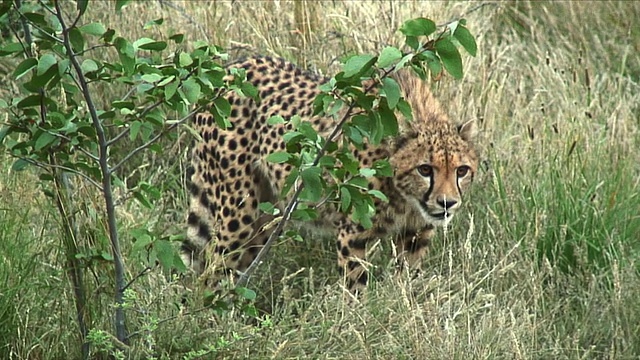 MS Cheetah缓慢地穿过灌木丛/ Khorixas，纳米比亚视频下载