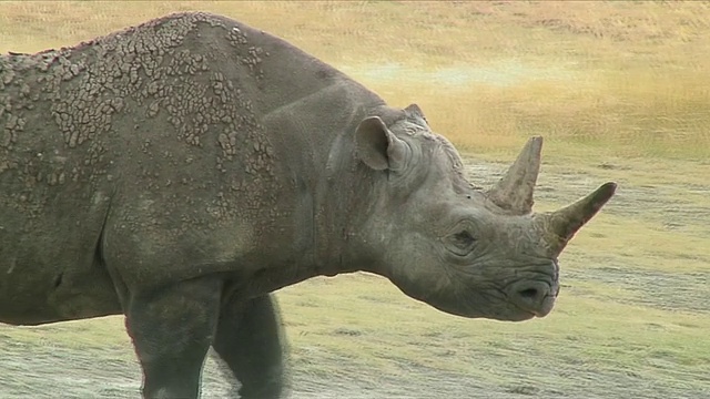 行走的犀牛/坦桑尼亚的塞伦盖蒂视频下载