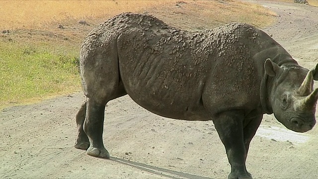 行走的犀牛/坦桑尼亚塞伦盖蒂视频下载