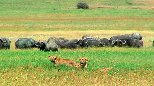 坦桑尼亚塞伦盖蒂平原，一群水牛附近草丛中的狮子视频下载