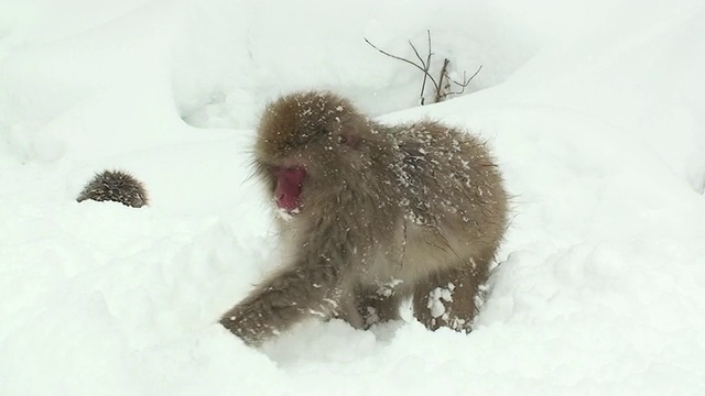 两只日本猕猴(褐尾猕猴)在雪中寻找食物/地狱谷，日本长野县视频下载