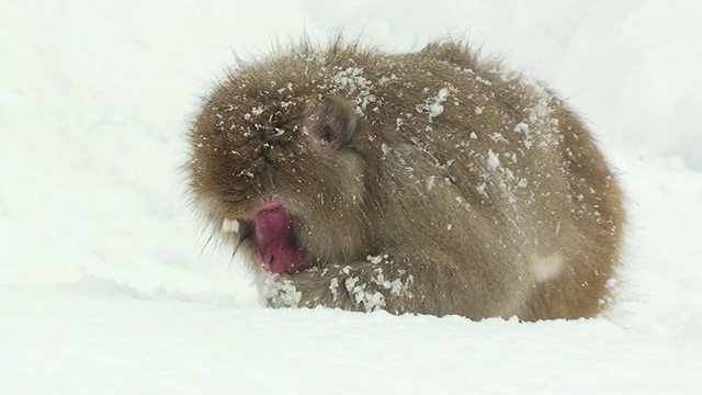 在雪中寻找食物的日本猕猴/地狱谷，日本长野县视频下载