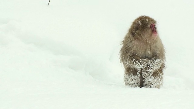 坐在雪地上的日本猕猴/地狱谷，长野县，日本视频下载