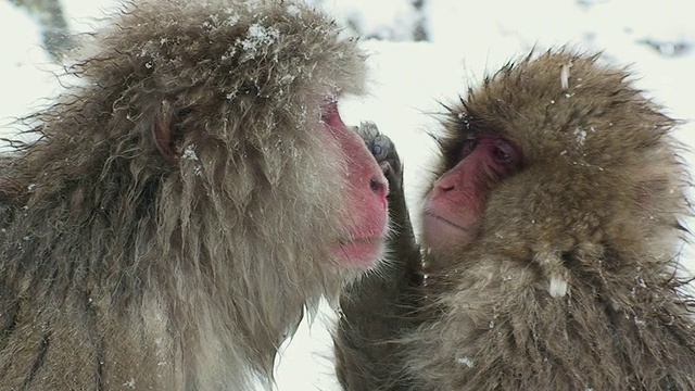 日本长野县地狱谷，日本长野县雪中日本猕猴(褐尾猕猴)为其他猴子梳理毛发视频下载