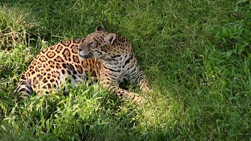 MS HA Jaguar (Panthera onca)躺在草地上/玛瑙斯，亚马孙河，巴西视频下载