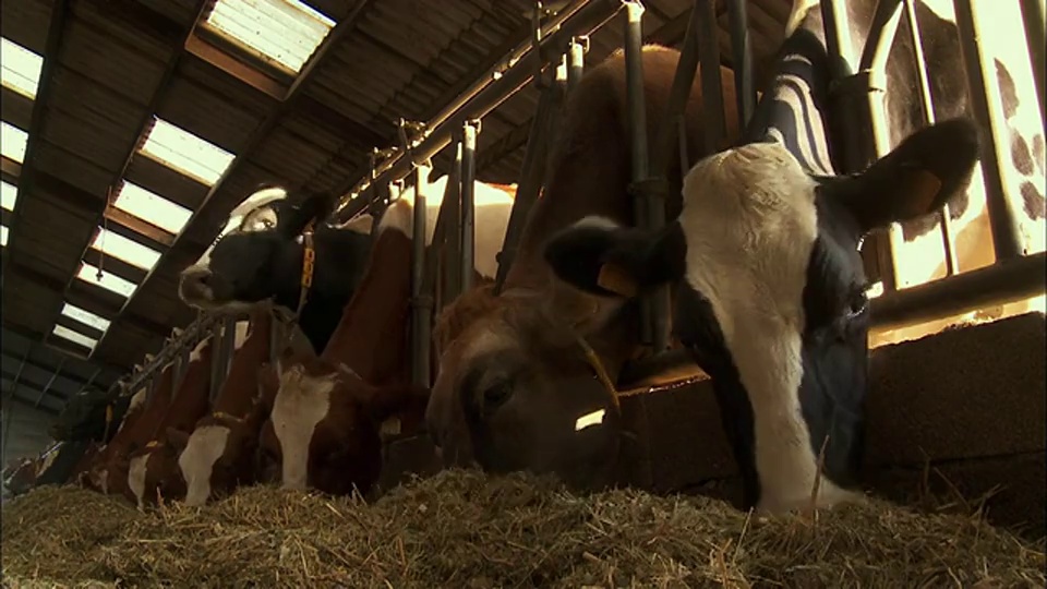 比利时卢森堡维尔顿的奶牛正在吃干草视频素材