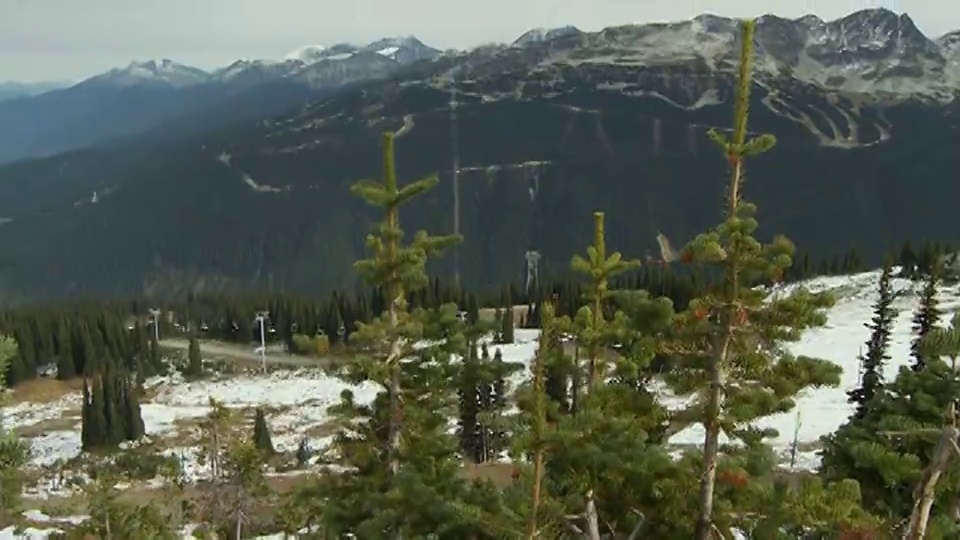 惠斯勒山的小云杉，背景是黑梳山/惠斯勒，加拿大不列颠哥伦比亚省视频素材