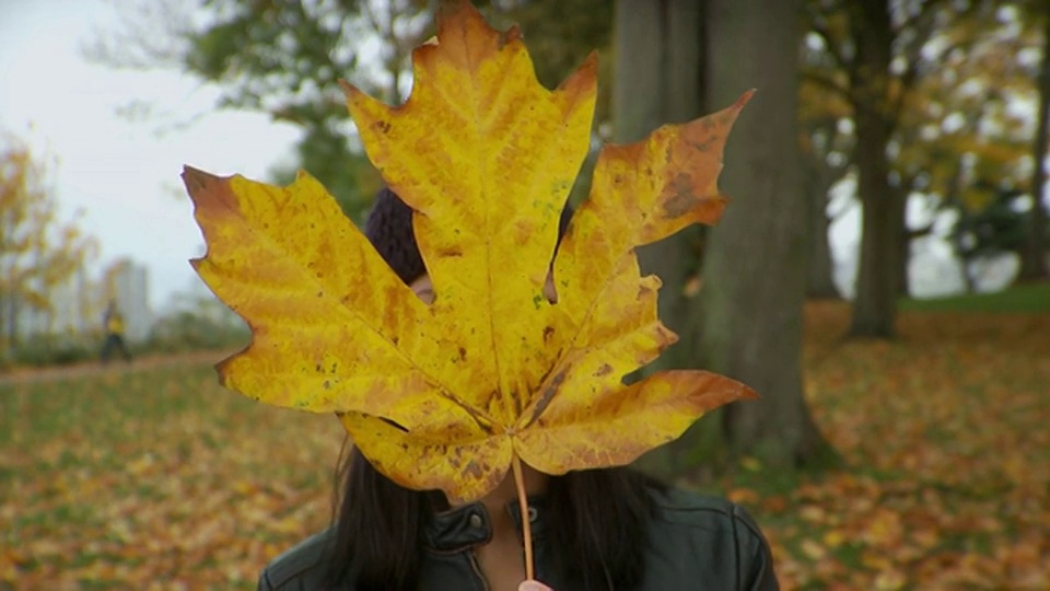 加拿大温哥华，加拿大不列颠哥伦比亚省，一名女子手持枫叶，面带微笑视频下载