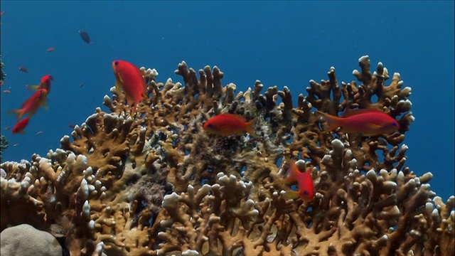 埃及沙姆沙伊赫，红海珊瑚上的MS群花(Shoaling Anthias)视频素材