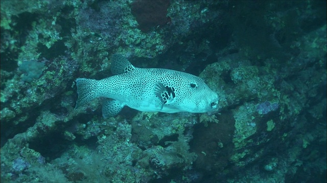 MS CU黑斑河豚(Arothron stellatus)在埃及红海珊瑚礁附近视频素材