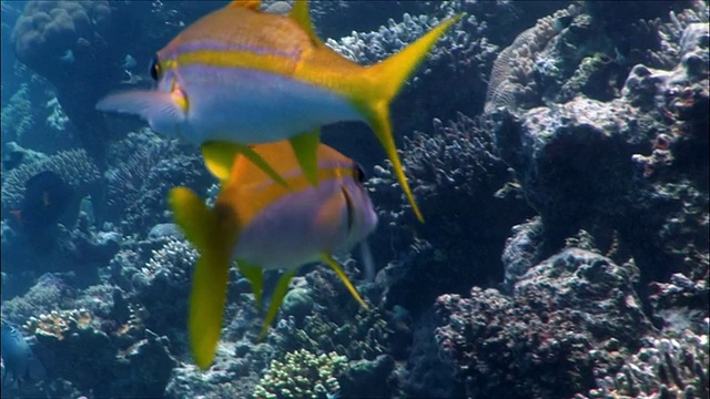 在埃及红海/沙姆沙伊赫的珊瑚礁中游动的MS黄鳍山羊(Mulloidicthys vanicolensis视频素材