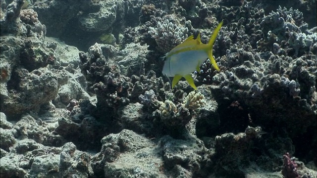 在埃及红海/沙姆沙伊赫的珊瑚礁中游动的MS黄鳍山羊(Mulloidicthys vanicolensis视频素材