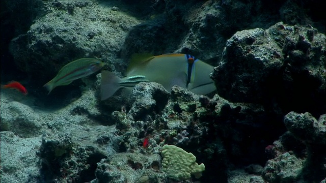 阿拉伯毕加索女士触发器鱼(Rehinecanthus assasi)和红海Klunzinger濑鱼(Thalassoma klunzingeri)周围的珊瑚礁在红海/沙姆沙伊赫，埃及视频素材