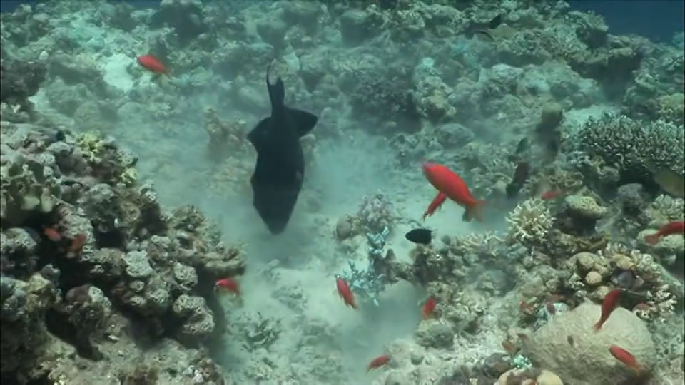 在埃及红海/沙姆沙伊赫的珊瑚碎石中觅食的红牙触发鱼(Odonus niger)视频素材