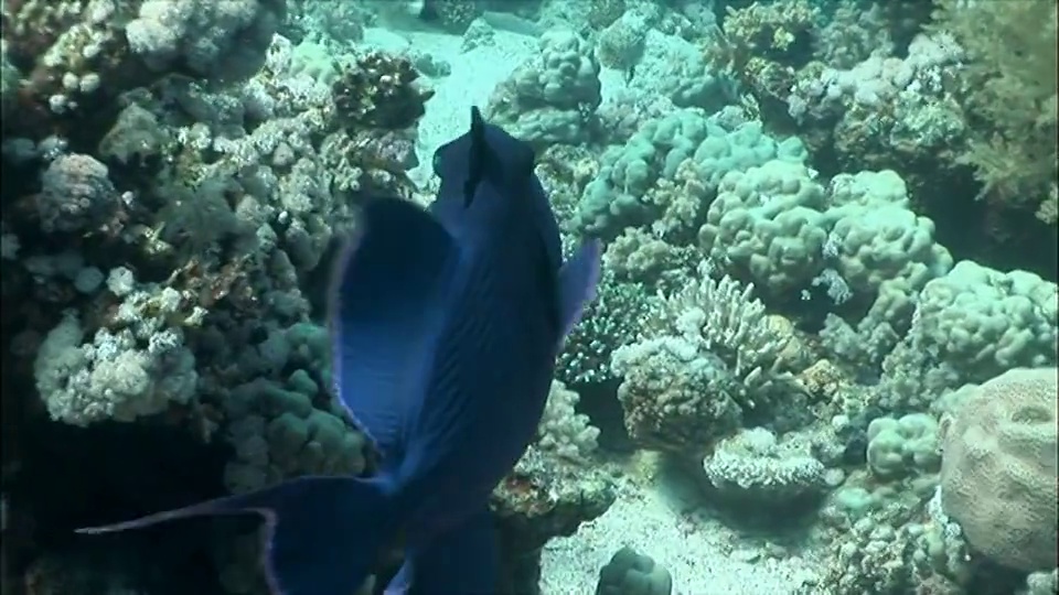 蓝色triggerfish (Odonus niger)游过埃及红海/沙姆沙伊赫的珊瑚视频素材