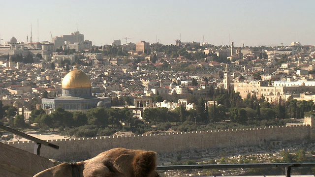 WS HA ZI橄榄山，岩石圆顶和神庙山上的阿克萨清真寺，前景中的骆驼/以色列耶路撒冷视频下载