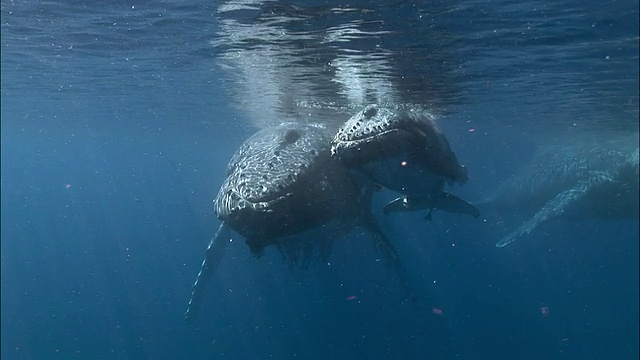 成年座头鲸(新巨翅目)和母鲸和幼鲸在南太平洋汤加海面上睡觉视频下载