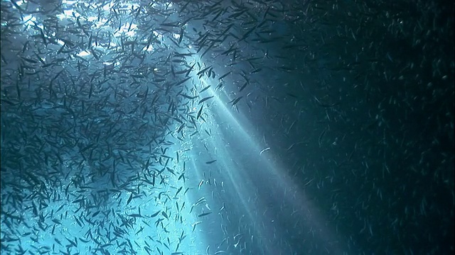 南太平洋汤加海面下的鱼群在阳光下成群游动视频下载