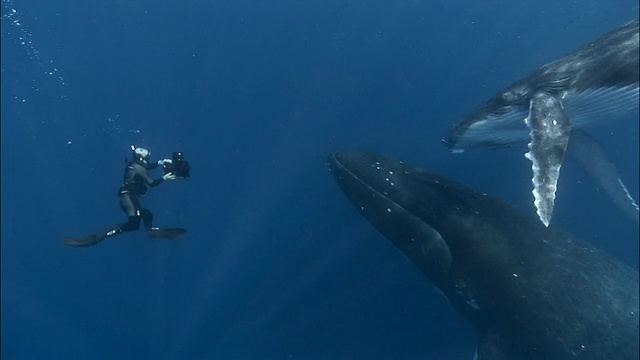 潜水员拍摄座头鲸的母亲和幼鲸/汤加，南太平洋视频下载