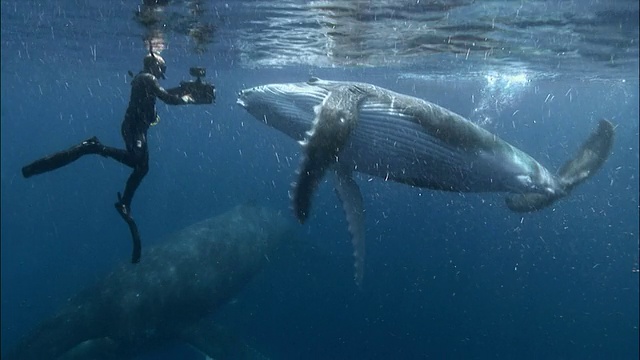 潜水员在水面拍摄座头鲸的母亲和幼鲸/汤加，南太平洋视频下载