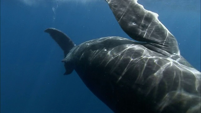 潜水员拍摄座头鲸母亲和幼鲸/鲸鱼游泳进入摄像机/汤加，南太平洋视频下载