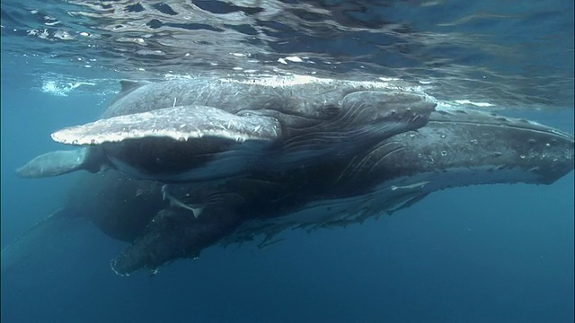 座头鲸(新巨翅鲸)幼崽骑在母鲸的喙上，当它们在水面上游动时，鮣鱼(鱼科)紧附在它们身上/南太平洋汤加视频下载