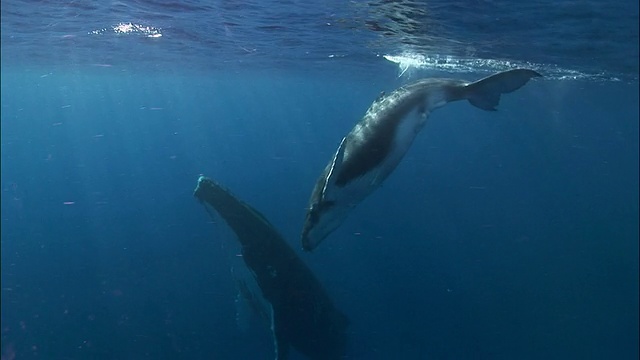 座头鲸幼崽在阳光照耀的水中摩擦母亲/汤加，南太平洋视频下载