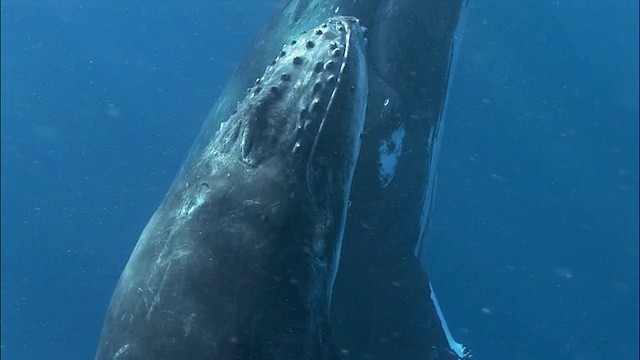 座头鲸(Megaptera novaeangliae)幼崽和母鲸一起游泳/缩小到幼崽和母鲸漂浮在水面下/汤加，南太平洋视频下载