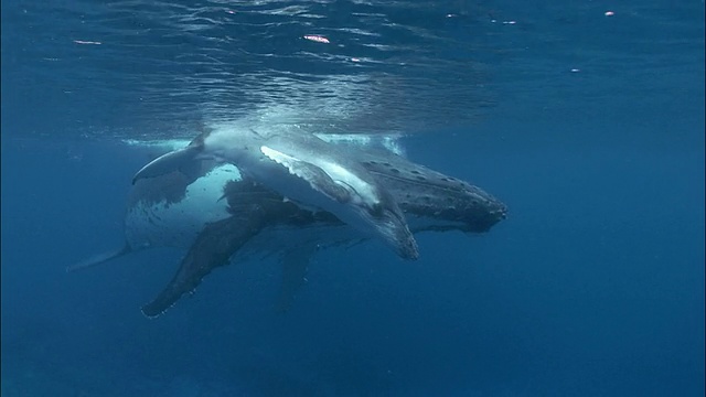 座头鲸(新巨翅目)幼鲸和母鲸与鮣鱼(鱼科)在南太平洋汤加海面游动视频下载