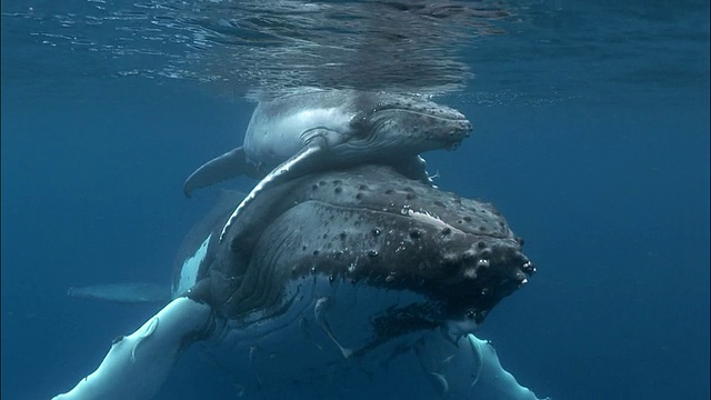 在南太平洋汤加的水面上，小座头鲸骑在母鲸背上视频下载