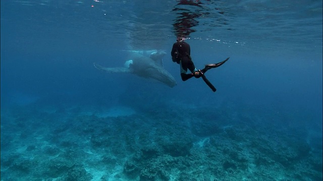 潜水员拍摄座头鲸母亲和幼鲸在浅水/北湾，汤加，南太平洋视频下载
