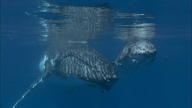 座头鲸(新兆翅目)母鲸和幼鲸正在睡觉/南太平洋汤加视频下载