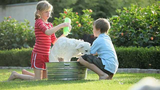 美国弗吉尼亚州里士满，男孩(8-9)和女孩(10-11)在草坪上的洗衣盆里清洗白色牧羊犬视频素材