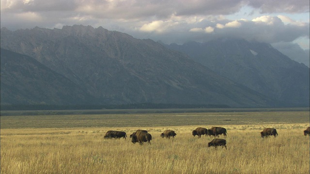 一群美国野牛(野牛)穿过草原，背景是提顿山脉/大提顿国家公园，怀俄明州，美国视频素材