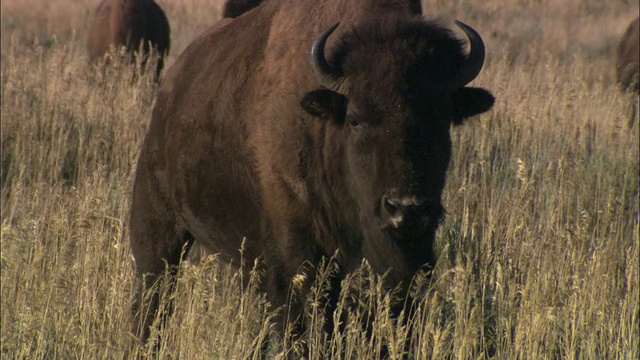 美洲野牛群在草原/大提顿国家公园，怀俄明州，美国视频素材
