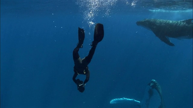 潜水员拍摄座头鲸(新巨翅目)的母亲在头顶上游动/汤加，南太平洋视频下载