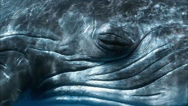 座头鲸(新兆翅目)睡觉的特写/汤加，南太平洋视频下载